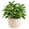 Plante verte artificielle 55 cm en plastique vert et crème avec pot décoratif en céramique pour intérieur