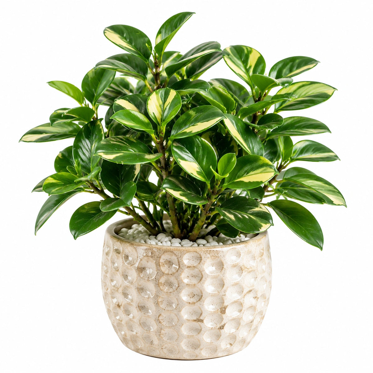 Plante verte artificielle 55 cm en plastique vert et crème avec pot décoratif en céramique pour intérieur